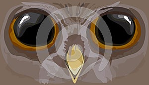 Illustration howlet. The head of an owl.