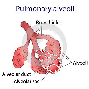 Illustration of human alveoli structure