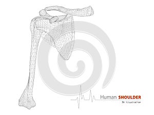 Illustration on Human Anatomy, Shoulder Background