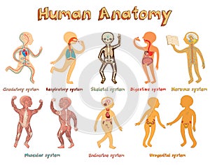 Illustration of human anatomy, systems of organs for kids.