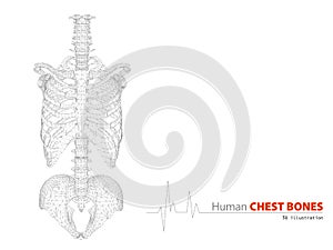 Illustration on Human Anatomy Torso Skeleton Background