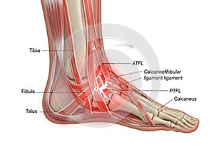 Illustration of the human ankle joint