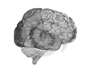 Illustration of The Human Brain