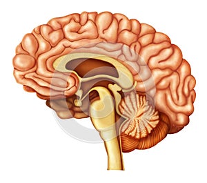 Illustration of human brain