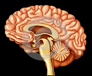 Illustration of human brain