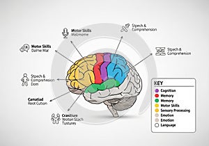 Illustration of a human brain, color-coded
