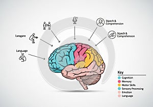 Illustration of a human brain with
