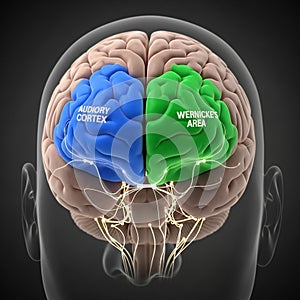 Of brain function related to hearing and language processing,