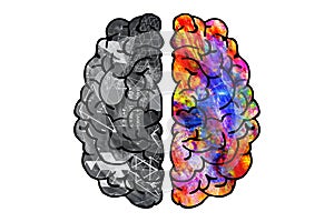 Illustration of human brain rational hemisphere and creative one photo