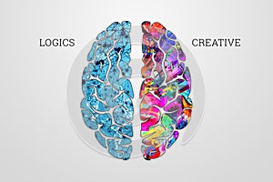 Illustration of a human brain, top view. Different halves of the human brain. The creative half and logical half of the human mind