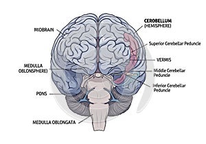 Illustration of a human brain viewed from the back, highlighting