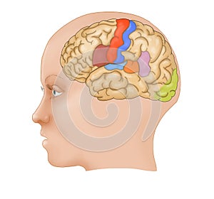 Human brain / side view