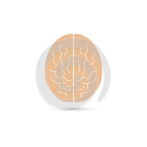 Illustration of human cerebral cortex