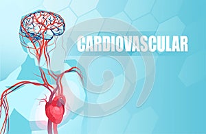 Illustration of the human circulatory vascular system, heart anatomy and brain blood supply