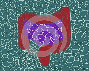 Illustration of human digestive system, colon, gut