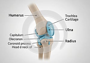 Illustration of a human elbow joint
