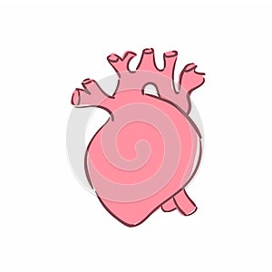 Illustration of a human heart