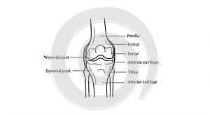 Illustration of a human knee joint structure. Key components are labeled, including the