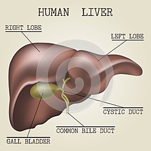 Illustration of the human liver anatomy