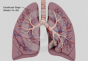 Illustration of human lungs highlighting the canalicular stage of