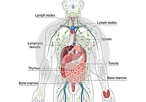Illustration of the human lymphatic system,