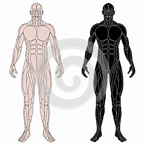 Illustration of a human muscle body, vector drawing