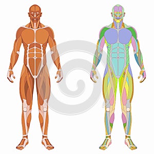 Illustration of a human muscle body, vector drawing
