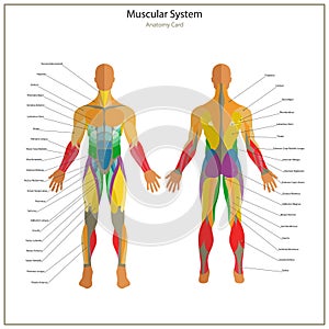 Illustration of human muscles. Exercise and muscle guide. Gym training.