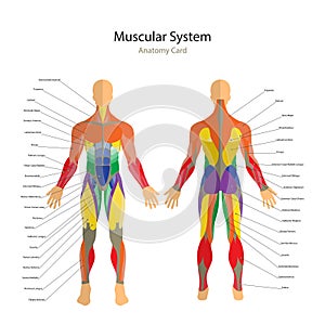 Illustration of human muscles. Exercise and muscle guide. Gym training. Front and rear view. Muscle man anatomy.