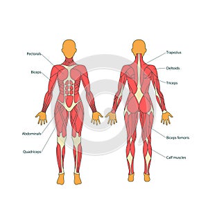 Illustration of human muscles. The female body. Gym training. Front and rear view. Muscle man anatomy.