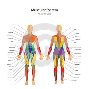 Illustration of human muscles. The female body. Gym training. Front and rear view. Muscle man anatomy. photo