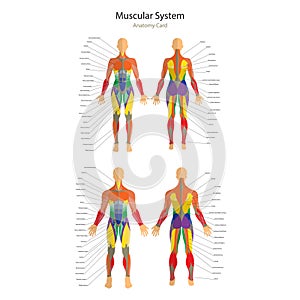 Illustration of human muscles. Female and male body. Gym training. Front and rear view. Muscle man anatomy.