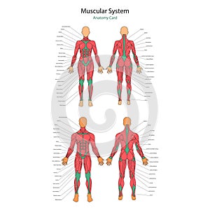 Illustration of human muscles. Female and male body. Gym training. Front and rear view. Muscle man anatomy.