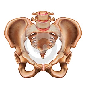 Illustration of the human pelvis bone.