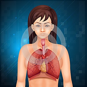 Human respiratory system