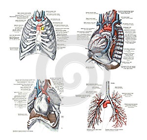 Illustration of the human respiratory system with part names on a white background photo