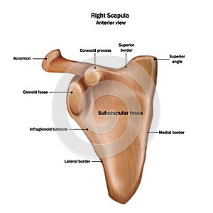 Illustration of the human right scapula bone with the name and description of all sites. photo