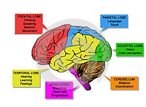 Illustration of human`s brain functions