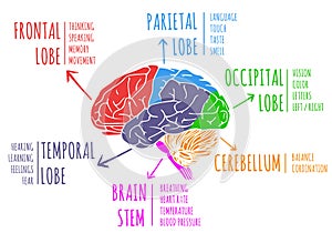 Illustration of human`s brain functions and anatomy