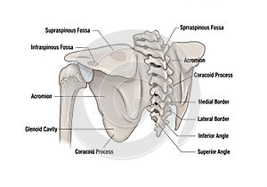 Illustration of the human scapula, labeled to identify its