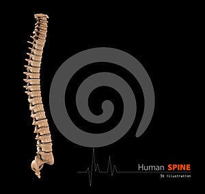 Illustration of Human spine abstract scientific background