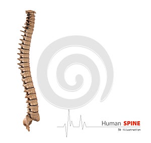 Illustration of Human spine abstract scientific background