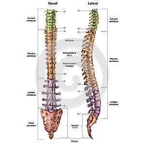 Illustration of the human spine with the name and description of all sites