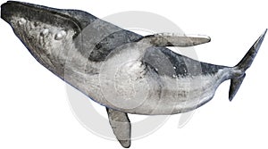 Humpback Whale, Marine Animal, Isolated photo