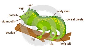 Illustration of iguana vocabulary part of body