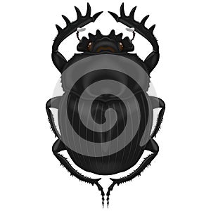 Illustration of insect, dung beetle