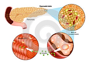 Illustration of insulin production in the pancrea