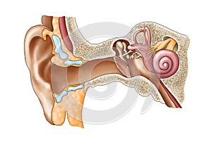 Internal ear