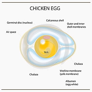 Illustration of the internal structure of a bird egg