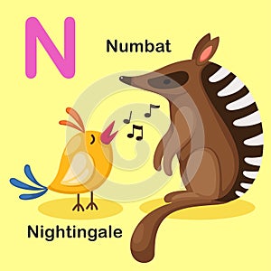 Illustration Isolated Animal Alphabet Letter N-Numbat,Nightingale photo